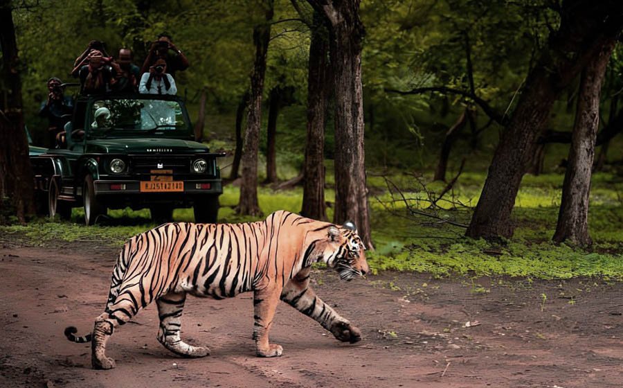 ranthambore-wildlife-safari-a-quest-for-tigers-blog-image